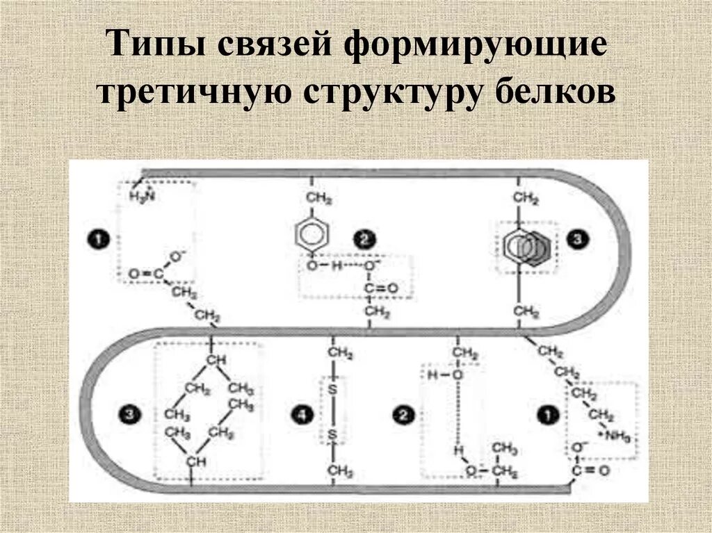 Устойчивость третичной структуры обеспечивается. Третичная структура белка связи. типы связей стабилизирующих третичную структуру белка. вид взаимодействия третичной структуры белка. связи участвующие в формировании третичной структуры.
