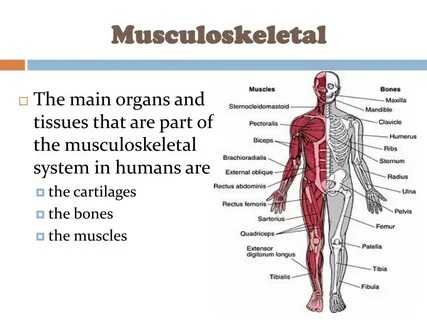 Human system