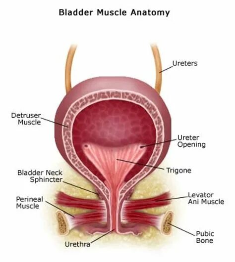 Наружный мочеиспускательный канал. Женский мочеиспускательный канал анатомия. Сфинктер мочевого пузыря у женщин анатомия. Женская уретра анатомия. Мочеиспускательный канал у женщин анатомия.