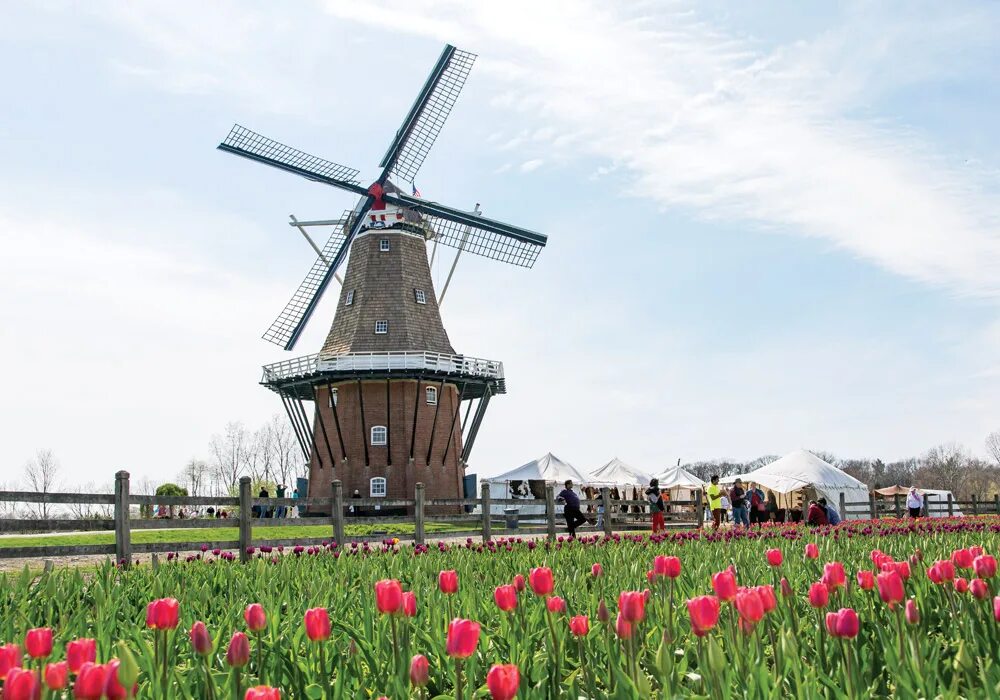 Ветряная мельница Голландия. Амстердам Ветряные мельницы. Мельницы в Киндердейке Нидерланды. Ветряные мельницы в Голландии.