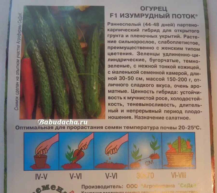 огурец китайский изумрудный поток. сорт огурцов изумрудный поток отзывы. сорт огурцов изумрудный поток отзывы. сорт огурцов изумрудный поток отзывы. огурец изумрудный поток седек.