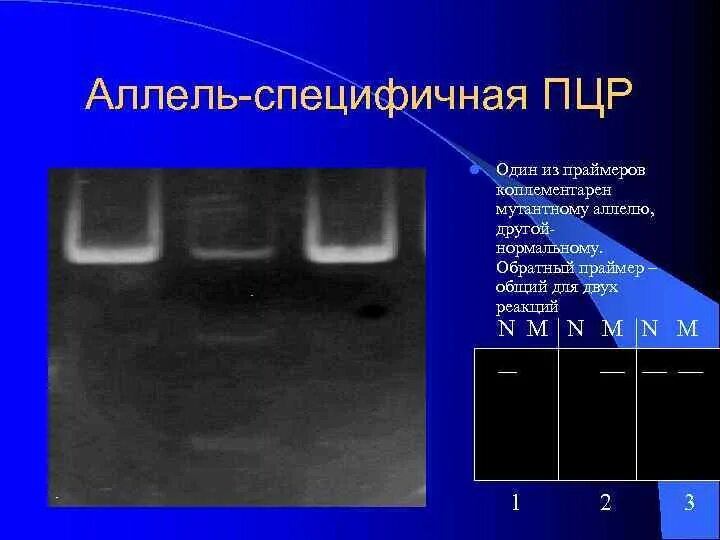 Аллель специфичная ПЦР. Аллель специфичная ПЦР метод. Праймеры для аллель-специфических ПЦР. Аллельспецифичная полимеразная цепная реакция.