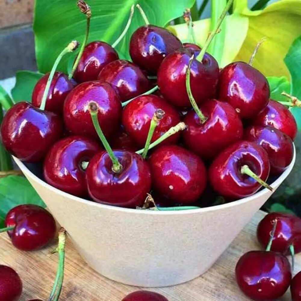 Вишня дюк шоколадница. Саженцы вишня шоколадница. Саженцы вишни шоколадница. Вишня шоколадница дерево. Вишня обыкновенная шоколадница.