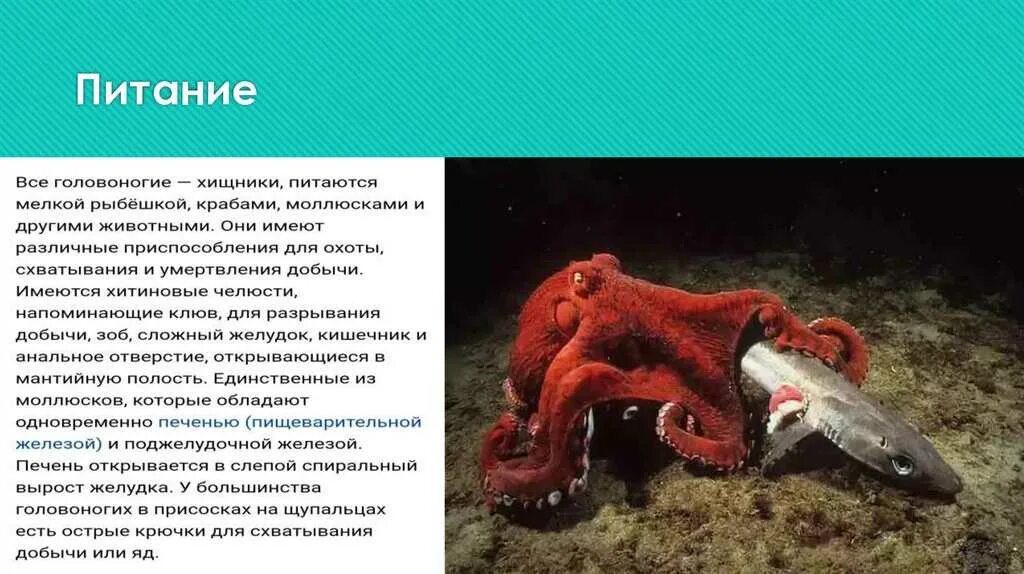Способ питания головоногих