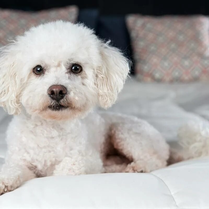 Собачка бишон фризе. Бишон фре зи. Бишон фризе. Болонка бишон фризе. Болонский бишон.