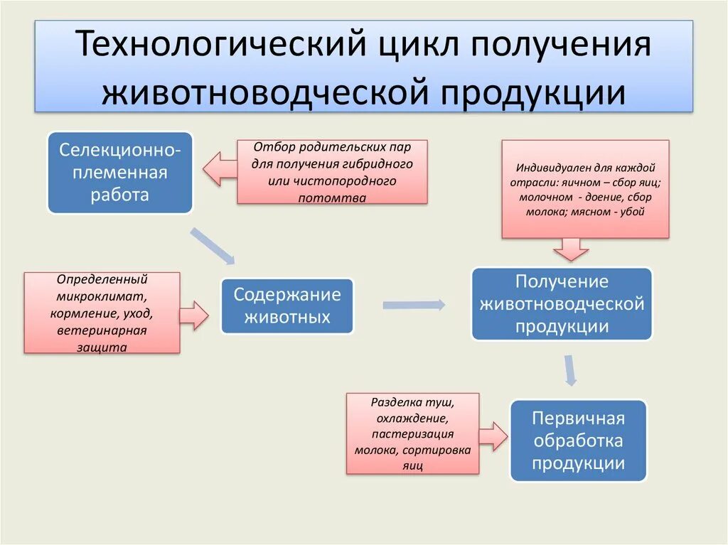 Получение продукции с производства. Технологический цикл получения животноводческой продукции. Технология производства продукции животноводства. Технология производства животноводческой продукции. Основные элементы технологии получения животноводческой продукции.