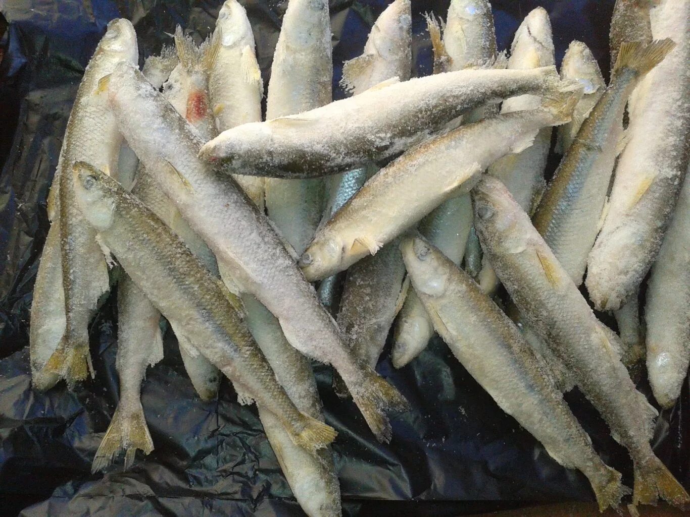 рыба мелкий опт. рыба мелкий опт. свежая рыба. сёмга чили премиум псг. Nord pilgrim "креветка северная" мурманск.