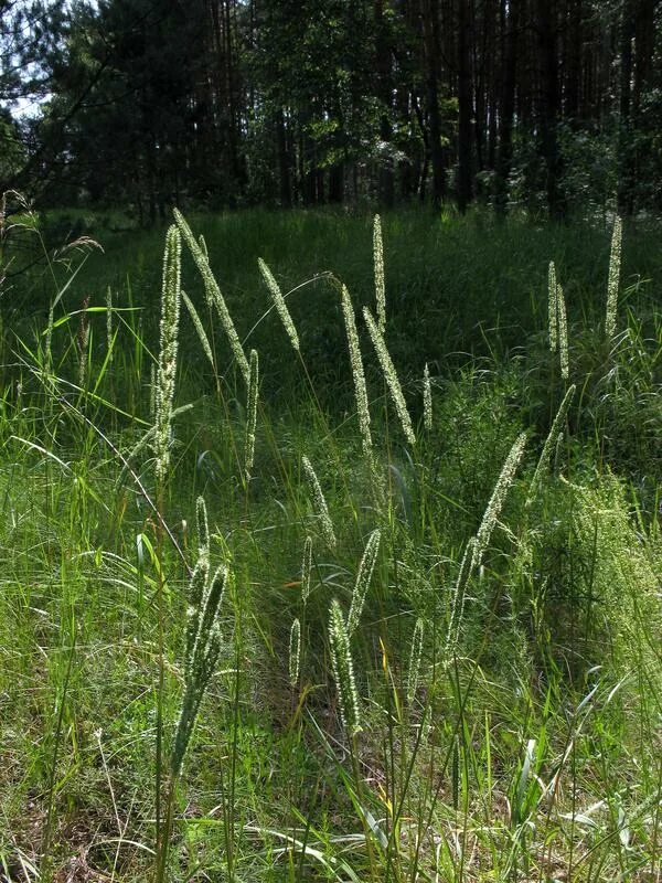 Тимофеевка степная. Тимофеевка Степная (Phleum phleoides). Тимофеевка Степная — Phleum phleoides (l.) Karst.. Тимофеевка Степная Кавказ. Тимофеевка цветение.