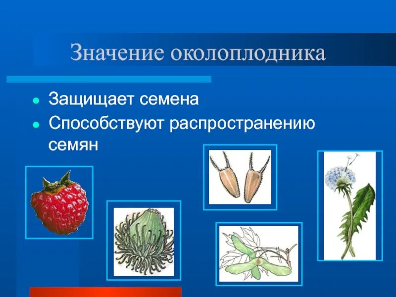 Семена защищены околоплодником отдел растений. Значение распространения семян. Околоплодник защищает и способствует распространению. Семена защищены околоплодником. Распространение плодов и семян 6 класс биология.