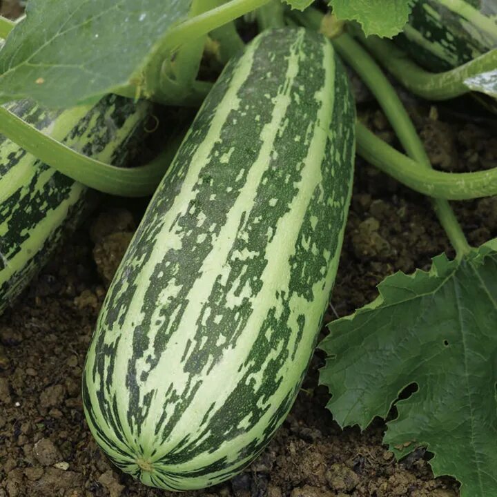 Кабачок цукини полосатый. Кабачок цуккини куржет. Кабачок усатый полосатый. Кабачок полосатый. Кабачок марроу.