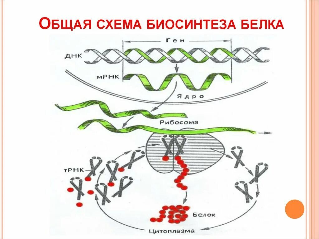 Процесс синтеза белка схема. Схема матричного синтеза белка. Последовательность синтеза белка схема. Схема биосинтеза белка в живой клетке рис 17. Схема процесса синтеза белка.