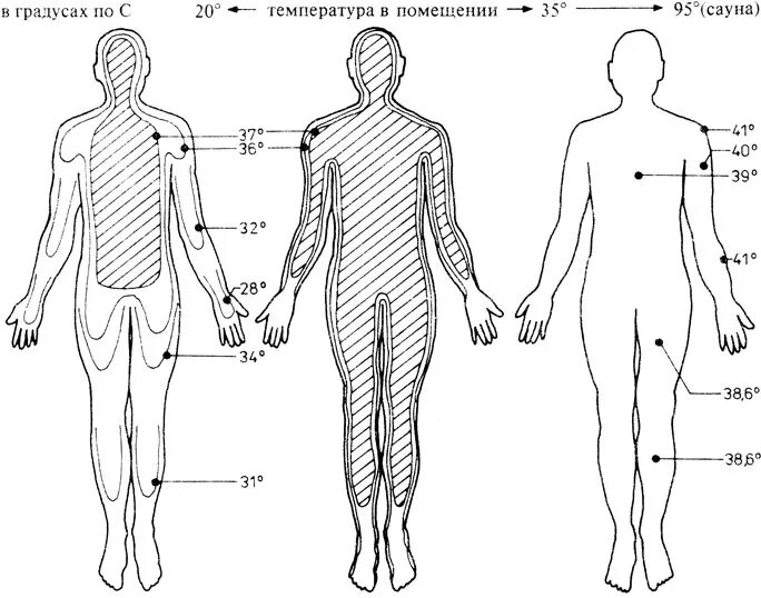 Температура различных участков тела. Температура на различных участках тела. Температура тела на разных участках тела. Температура кожи на различных участках тела человека.