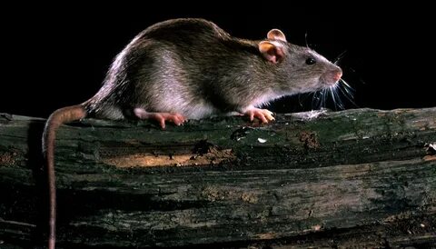 Rat's
