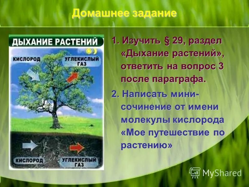 Молекула кислорода в растении. Молекула кислорода в растении. Чистый воздух природа растения. Молекула кислорода в растении. Фотосинтез.