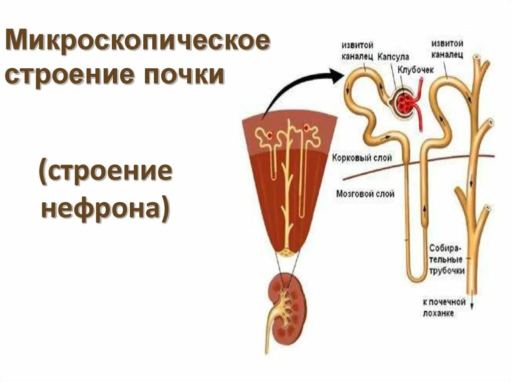 В каком слое находится нефрон. Строение нефрона почки человека. Строение нефрона почки анатомия. Строение почки капсула нефрона. Строение нефрона человека анатомия.