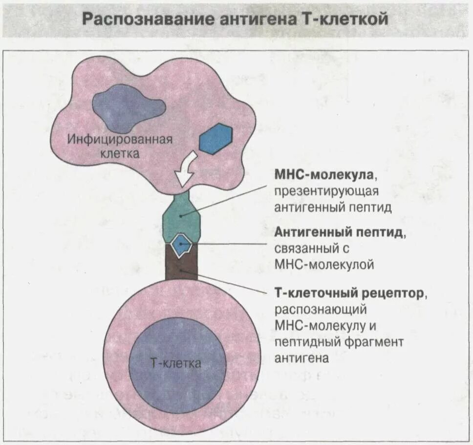 материальная основа специфичности антигенов. молекулы распознающие антигены. молекулы распознающие антигены. молекула антигена. молекулы распознающие антигены.