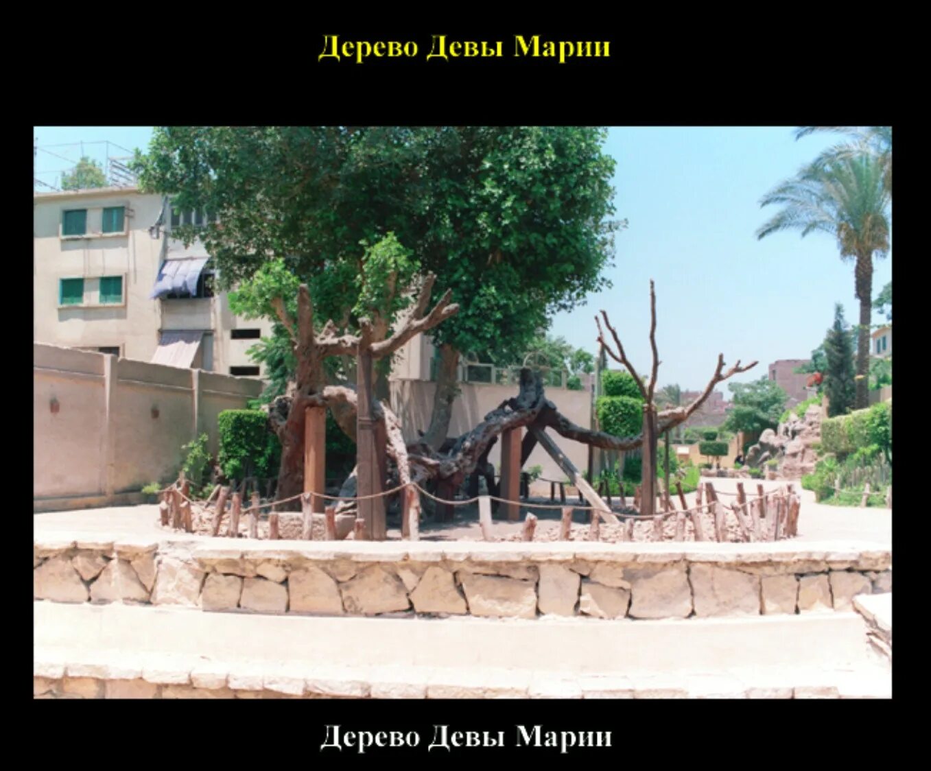 Зодиак дерево девы. Вражеское дерево для девы. Virgin tree\. Дерево девы. Дерево марии.