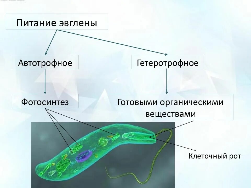 Обеспечивает автотрофное питание клетки. Гетеротрофное питание эвглены зеленой. Эвглена зеленая Тип питания. Автотрофное питание эвглены зеленой. Питание Энглена зелёная.