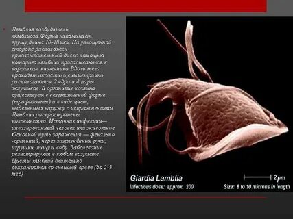 Локализация лямблий в организме человека