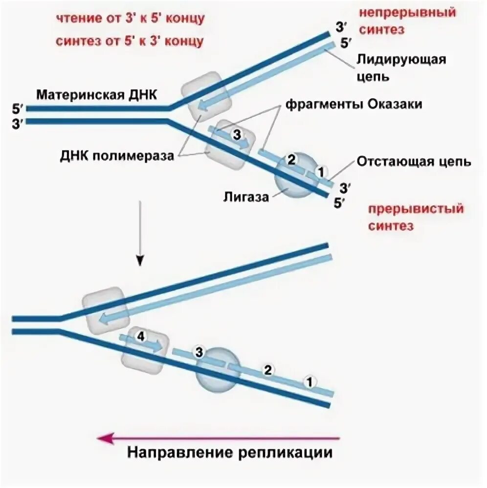 3 синтез днк происходит в. Репликация днк задачи 5 3. направление репликации днк. репликация днк 5 и 3 концы. репликация днк на лидирующей цепи происходит.
