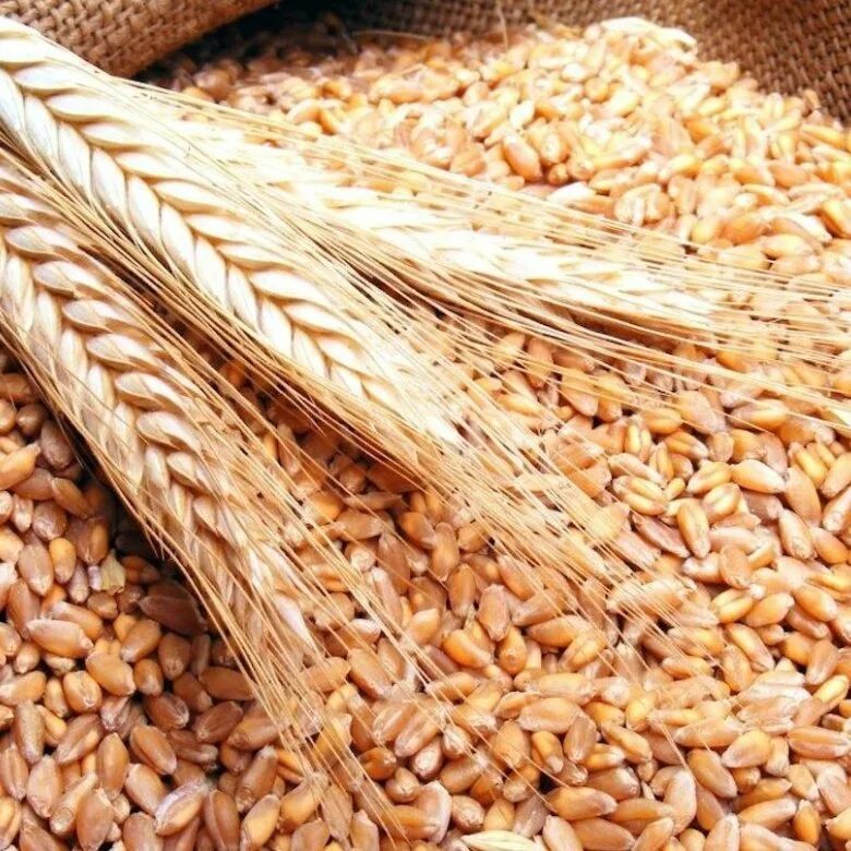 Пшеничная купить оптом. Пшеница зерно. Ячмень. Пшеница 3 класс. Экспорт ячменя.