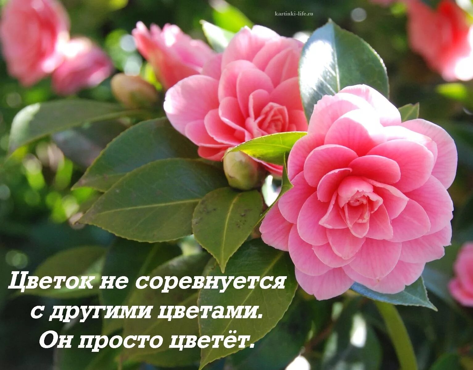 Ядовитые цветы комнатные. Цветок ночная красавица мирабилис. Цветы разные названия. Цветок на руку. Семицветик цветок настоящий.