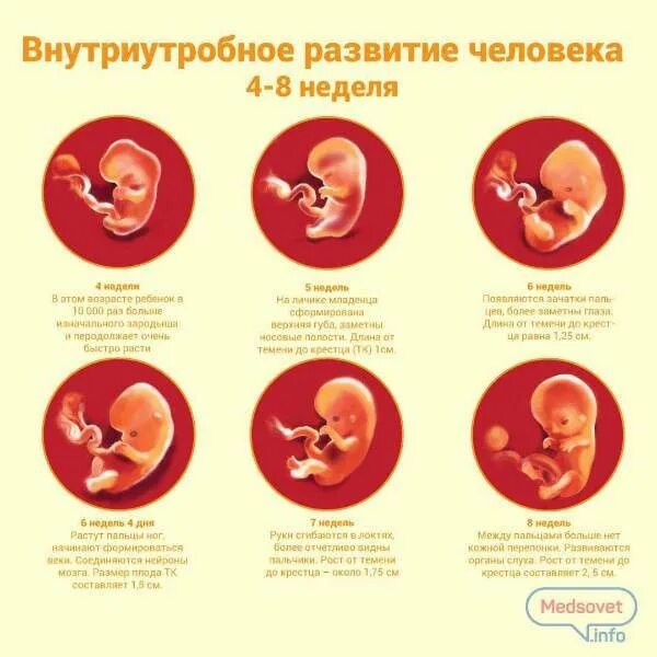 На какой неделе формируется. Формирование плода по неделям беременности 1 триместр. Формирование ребенка по месяцам в утробе. Таблица развития ребенка в утробе матери по неделям. Ребёнок в утробе матери по неделям 4 недели.