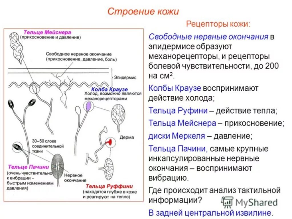 Тельце Мейснера строение и функции. Рецепторы кожи свободные нервные окончания. Колбы Краузе это рецепторы воспринимающие. Функции болевых рецепторов кожи.