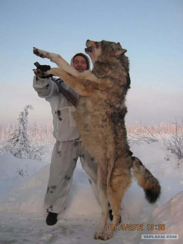 Самой большой волк в мире