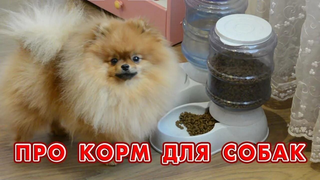 Можно шпицу давать корм. Питание шпица померанского. корм для щенков померанского шпица. щенки шпица. натуральный рацион для шпица.
