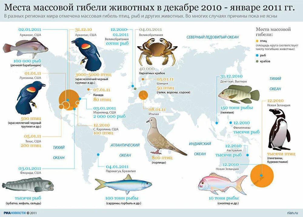 Птицы инфографика. Диаграмма к исчезающим видам животных. Животные, птицы и рыбы. Статистика численность животных.