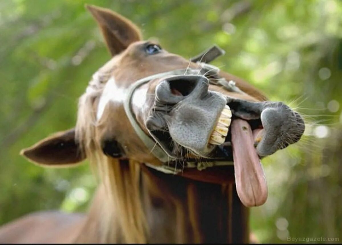Смешные лошадки. Смешная лошадь. Лошадь показует язык. Лошадь с высунутым языком. Довольный конь.
