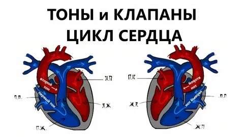 Тоны клапанов