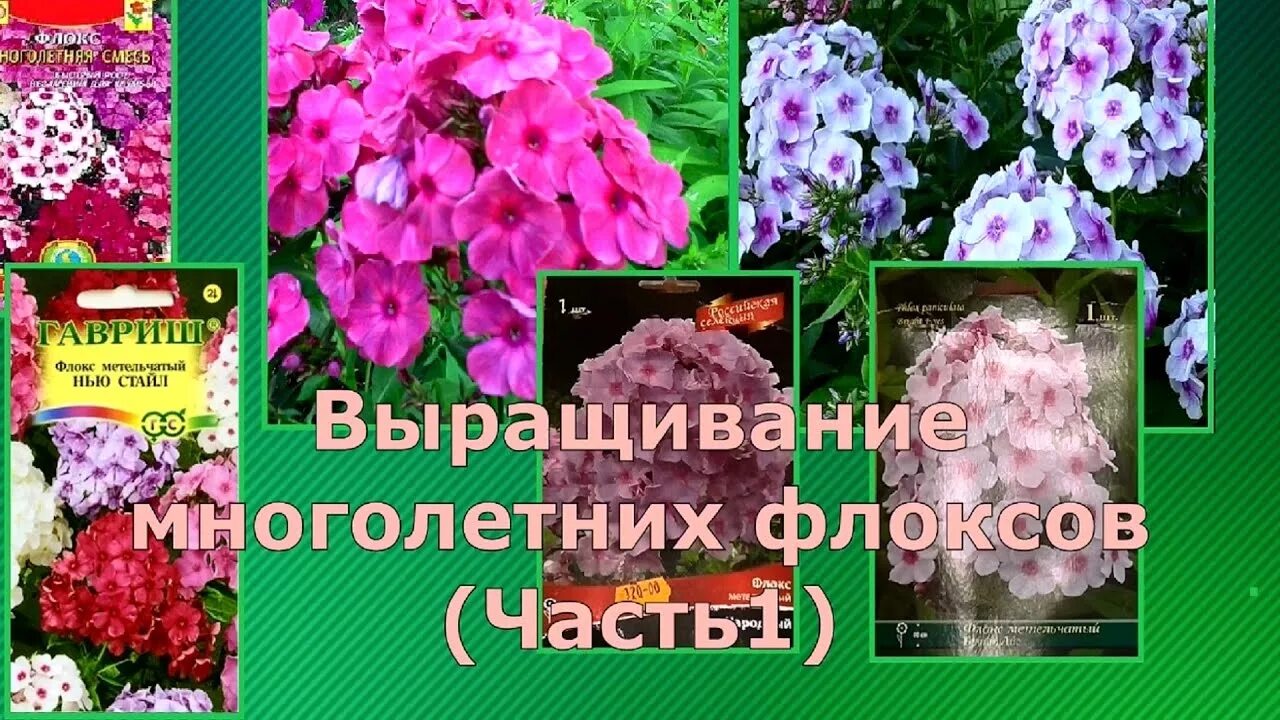 Флокс метельчатый семенами многолетние. Семена многолетних флоксов метельчатых. Флокс метельчатый семена. Флоксы многолетние корневища. Сажаем однолетние флоксы семенами