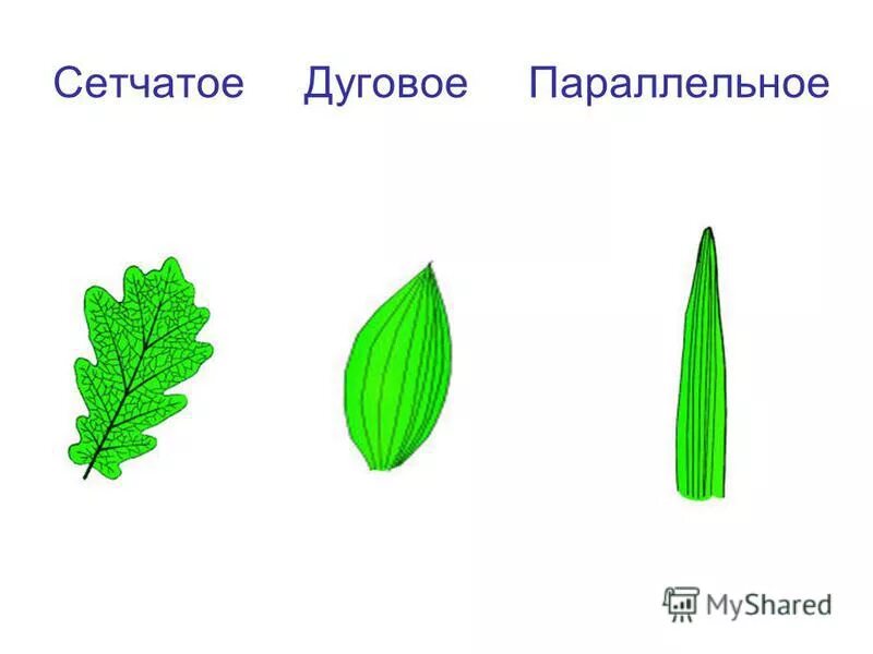 Параллельное дуговое сетчатое