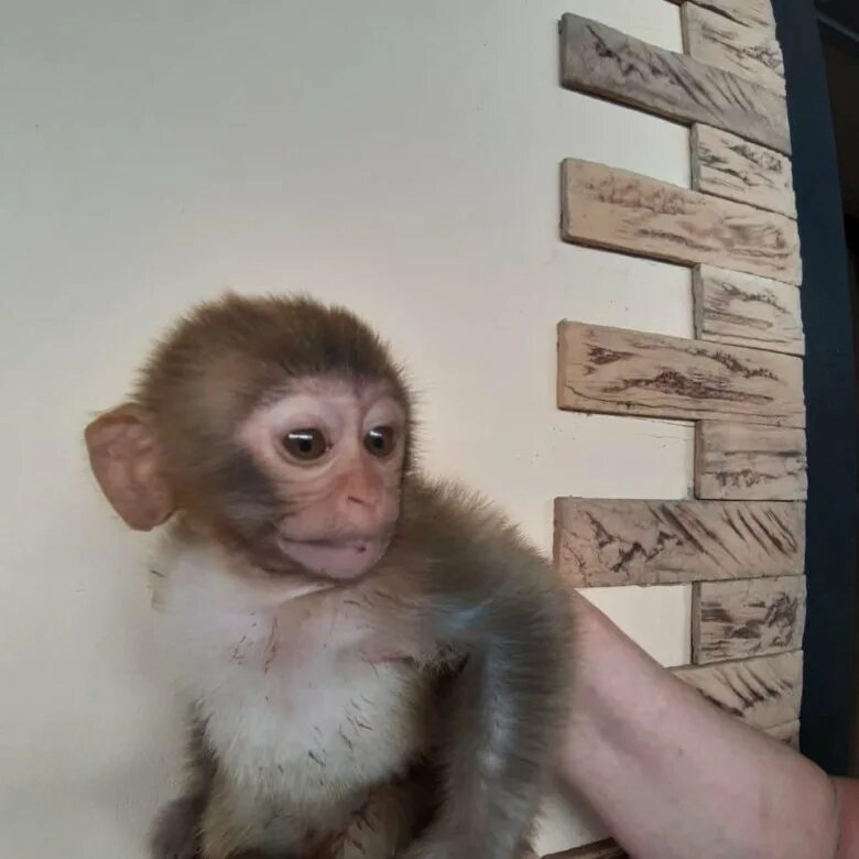 Продажа обезьян