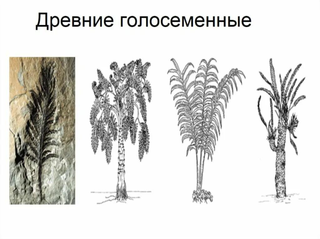 Древние хвойные. Древние Голосеменные растения. Древние Голосеменные папоротники. Голосеменные растения Юрского периода. Кордаитовые Голосеменные.