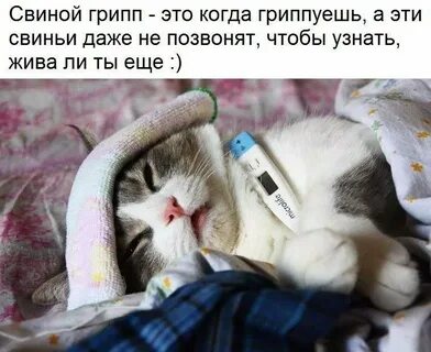 Кот последняя жизнь