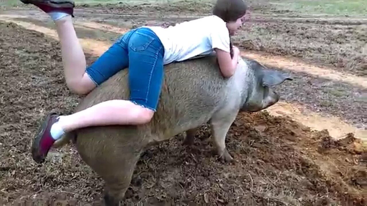 Pig riding. Ride super pig.