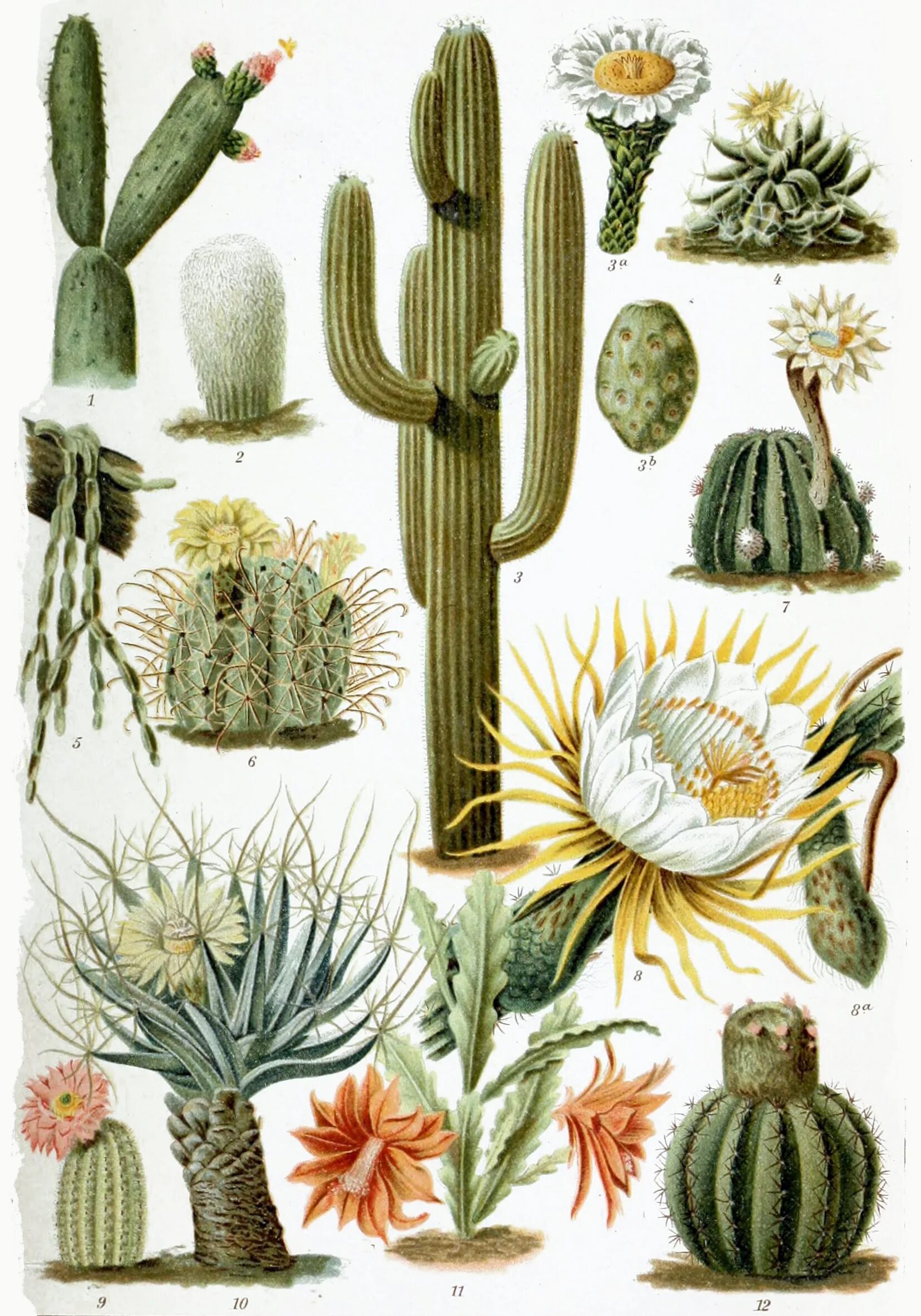Внешнее строение кактуса сыча. Кактусовые Cactaceae. Cactaceae Кактус. Ботаническая иллюстрация Суккуленты. Кактус в разрезе.