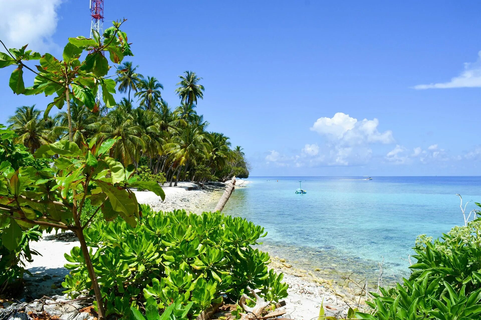 Карибы Карибское море. Тропики Ямайки. Остров Ямайка. Ямайка пейзажи. Local island
