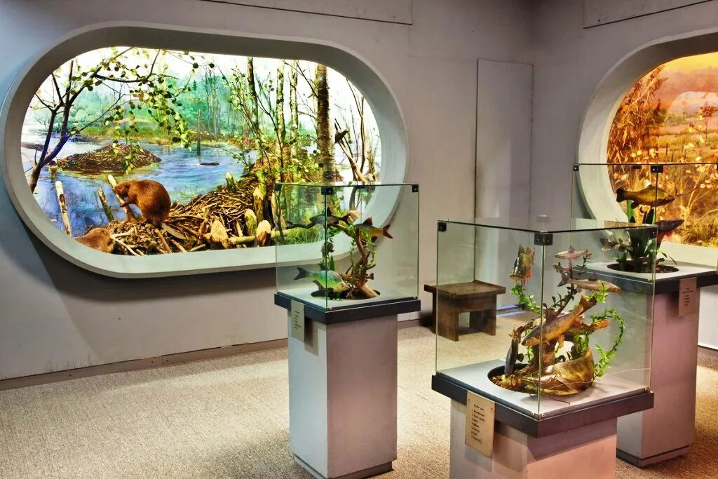 Формы организации музеев. Экспозиция почему о. Экспозиция почему о. Завязка это в литературе. Москва, нижний сусальный пер.