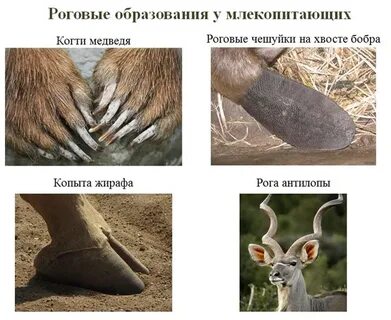 Роговым веществом