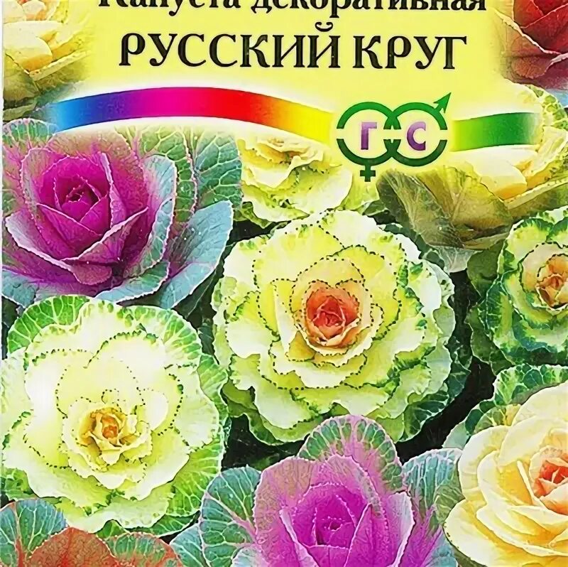 Капуста декоративная русский круг. Капуста декоративная русский круг гав. Капуста русский круг. Капуста декор русский круг. Капуста декоративная русский круг гавриш.