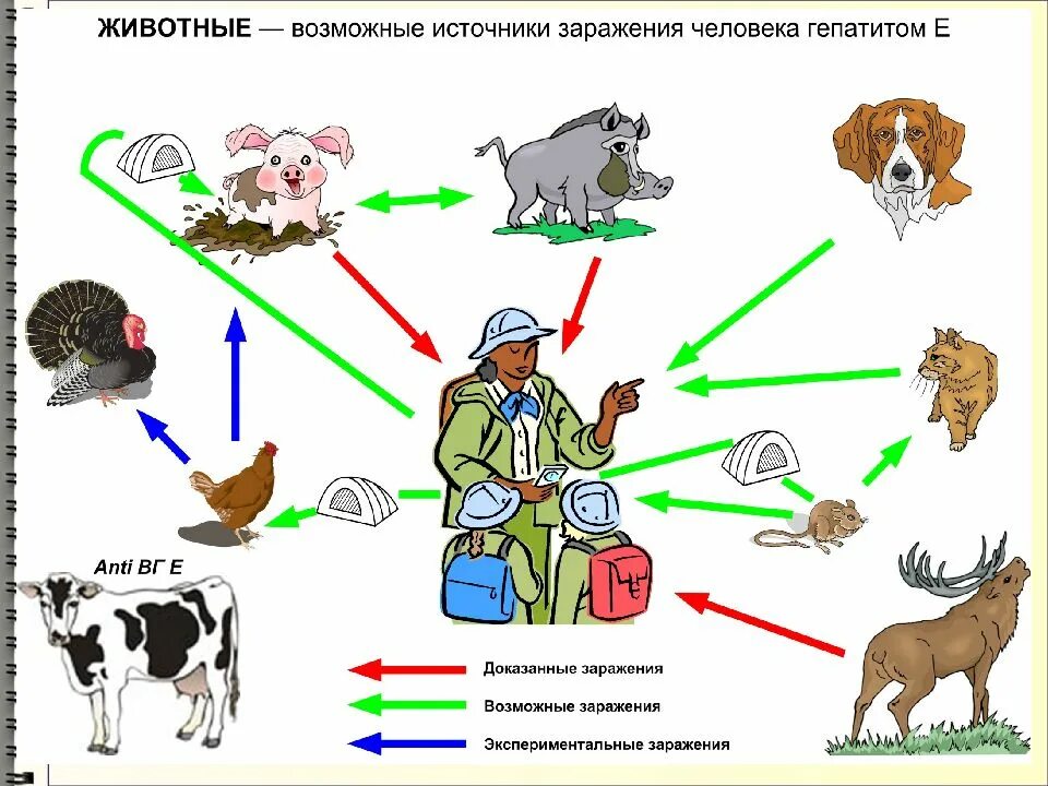 Возможные источники инфекции. Способы передачи гепатита е. Гепатит е источник инфекции. Гепатит е эпидемиология. Вирусный гепатит е пути передачи.