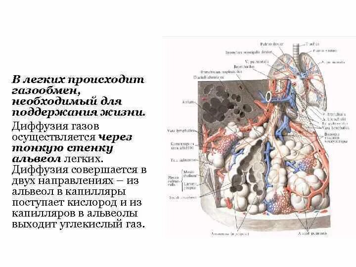 При диффузии газов в легких происходит. Легочная диффузия. Диффузия в легких. Кислород поступает из альвеол в капилляры. Диффузии газов через стенку альвеол.