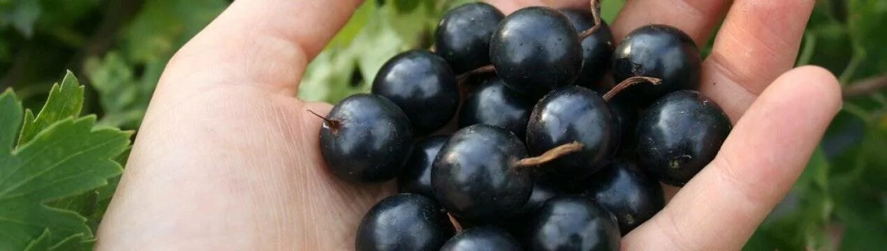 Смородина киевский великан описание сорта. Сорта смородины ленинградский великан. Смородина сибирский великан. Смородина ленинградский великан описание отзывы. Сорта смородины ленинградский великан.
