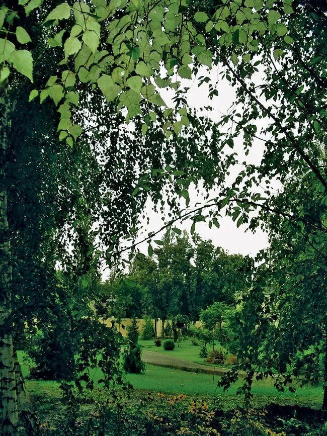 лесокультурные ландшафты. Betula doorenbos. березовый сад. Betula utilis jacquemontii. береза кустовая.