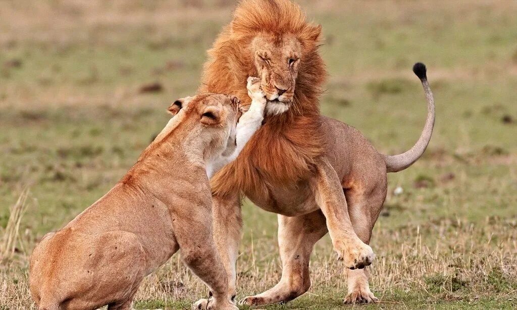 2 льва. Львица шипит на льва. Лев. Ты мой лев. Влюбленные звери.