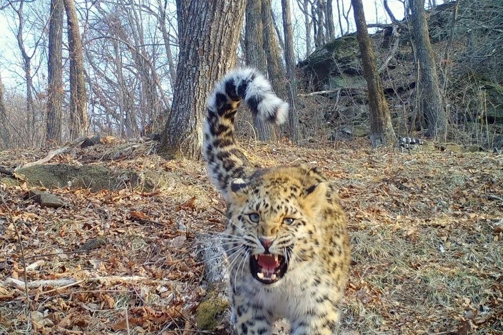 Парк земля леопарда во владивостоке. Кедровая падь. Парк леопардов приморский край. Хасанский район приморский край леопард. Заповедник кедровая падь леопард.